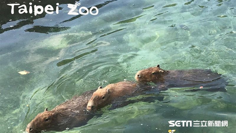 掃光動物園植栽！水豚「幫自己加菜」
