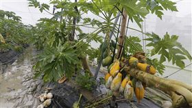 高市接連豪大雨　木瓜受損（1）高雄市接連豪大雨，造成木瓜園浸水、木瓜受到水傷，農民損失慘重。中央社記者董俊志攝　108年8月19日