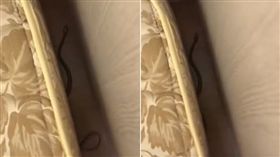 床單,被單,蛇,房間(圖/翻攝自爆怨公社)