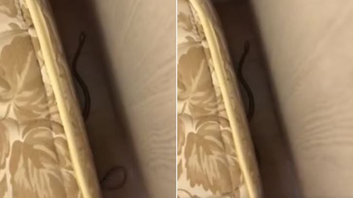 換床單見「牠」嚇傻！網驚：要發財了