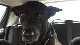 弄髒椅墊的狗狗，露出無辜大眼。（圖／翻攝自爆怨公社）