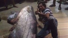 巨型鯰魚,河神,湄公河巨鯰,泰國。(圖/翻攝自臉書)