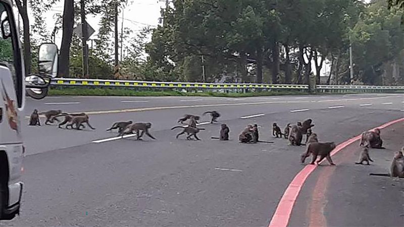 猴群轉進校園覓食　校長扮驅猴人維安