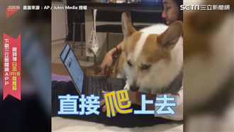 汪星人撒嬌討摸摸　不准主人看電腦