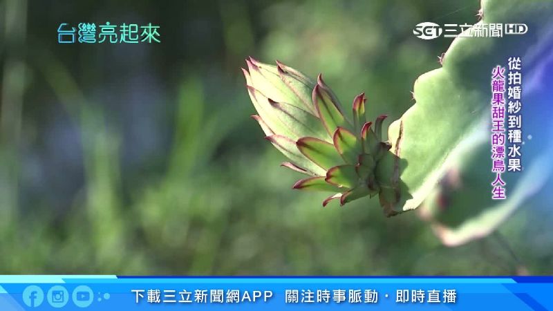 棄相機持鋤頭　甜王種出超強火龍果！