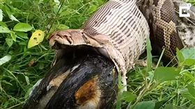 （圖／翻攝自YouTube）印度,蟒蛇,反芻,流浪狗