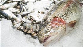 ▲魚（圖／翻攝自pixabay）
