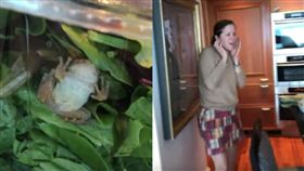 沙拉,青蛙,有機,生菜,蔬果,農藥,昆蟲,動物,寵物,退款,品管,　圖／翻攝自推特