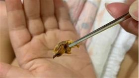 耳屎，挖耳朵，聽力，掏耳朵（圖／翻攝自爆廢公社）