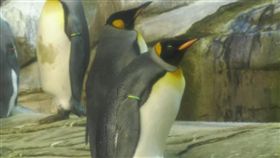 領養蛋成功！同志企鵝曾孵石頭為求子 
柏林動物園,國王企鵝