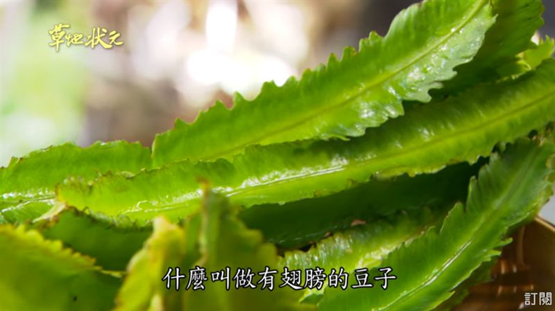 台灣小農自產自銷　原來翼豆長這樣…