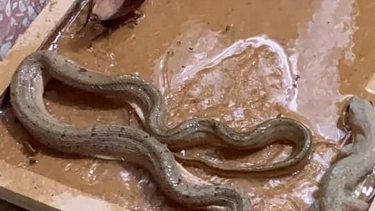 黏鼠板黏蟑又黏蛇　秒變家庭動物園