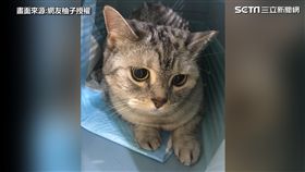 謝謝這生與你相遇　主人病榻前喊話　喵星人溫柔回「好」