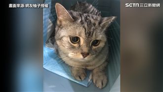 主人病榻前喊加油　喵星人應好仍離世