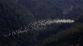 萬鷺朝鳳,嘉義,美景,候鳥,生態