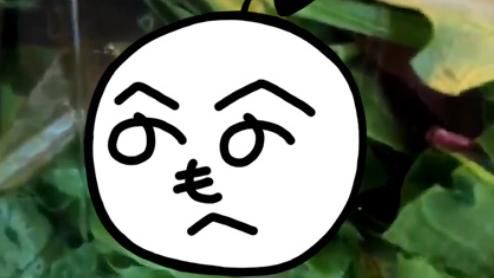 買沙拉附寵物？一開盒看到「牠」嚇傻