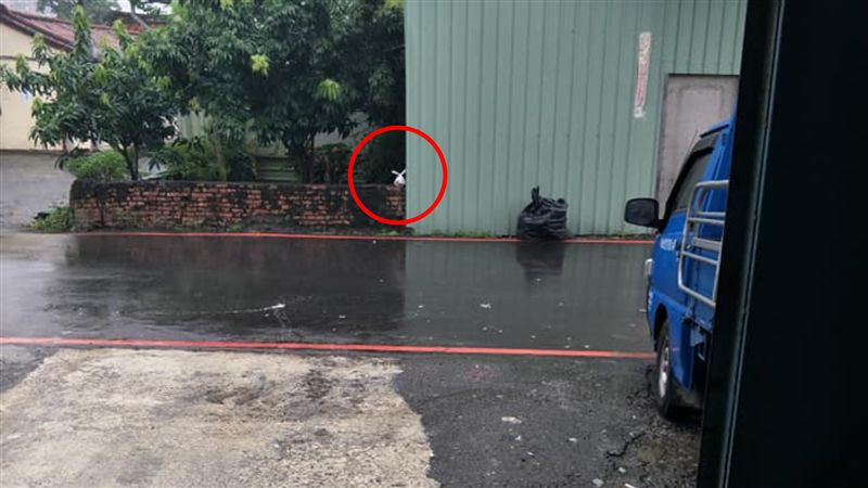 見小白兔淋雨　他過去一抓秒罵：X