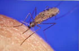 男赴烏干達當志工　返國後確診染瘧疾