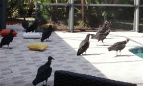 美國,禿鷹,豪宅,度假,腐屍。(圖/翻攝自youtube)