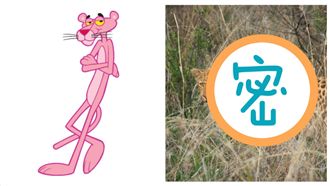 比黑豹珍貴「草莓豹」僅存不到10隻