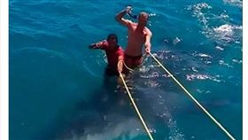 國外觀光客慘忍對待鯨鯊，遭眾網友與當地居民痛批。（圖／翻攝自太陽報）