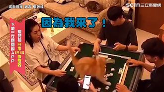 麻將戰局陷苦戰　喵星人一腳破僵局