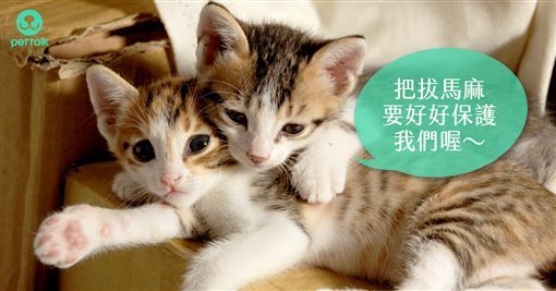 貓爸媽不可不知 貓咪常見病毒性疾病