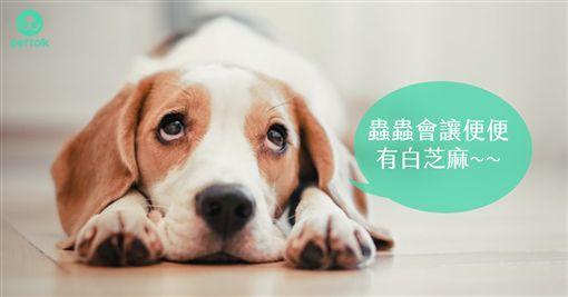便便出現白芝麻？ 原來是感染了絛蟲