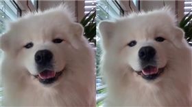 薩摩耶犬利用雙耳隨著音樂打拍子。（圖／翻攝自viny_thesamoyed
 IG）