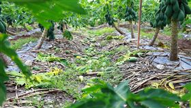 屏東縣,鍾佳濱,農委會,陳吉仲,勘查,農產品,補助(圖/鍾佳濱服務處提供)中央社