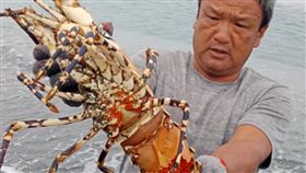 台東長濱鄉漁民捕獲罕見5台斤抱卵龍蝦（1）台東縣長濱鄉漁民捕獲一隻罕見5台斤抱卵錦繡龍蝦，比一般龍蝦大5倍，21日委由生態專家放生。（池祥鈺提供）中央社記者盧太城台東傳真　108年8月21日