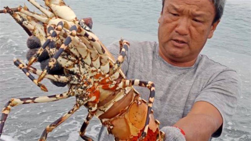 罕見5倍大抱卵龍蝦　漁民放生逃一死