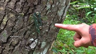 裝一天就被偷！監測黑熊相機5台遭竊