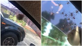 車窗黏「巨蛋」百隻喇牙暴衝！人妻起雞母皮　衝公公家求救（圖／翻攝自爆廢公社）