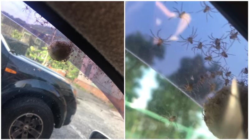 車窗巨蛋爆開！她見百隻喇牙狂竄崩潰