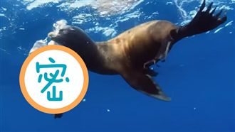 被咬還發呆！世界「最遲鈍魚」是牠