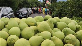 花蓮縣,瑞穗鄉,文旦柚,行銷,銷售措施(圖/中央社)