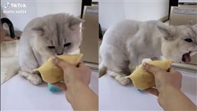 榴槤,貓皇,水果之王,逃跑,厭惡（圖／翻攝自抖音用戶callie_kat214）