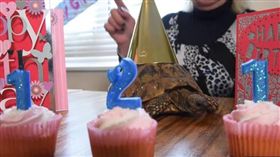 湯米，世界上最長壽的烏龜正慶祝121歲生日。（圖／翻攝自Youtube）