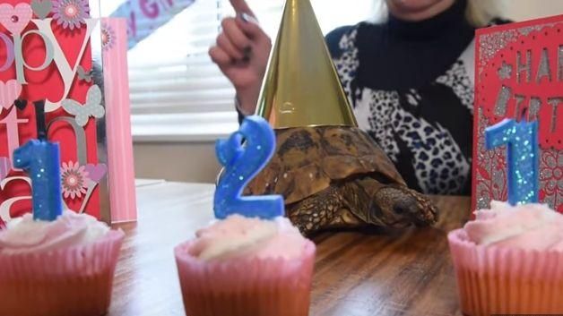 最老烏龜慶121歲！飼主曝長壽秘訣