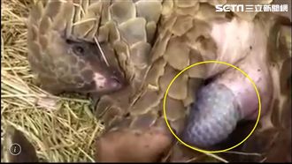 他拾獲穿山甲　驚喜見證「生命奇蹟」