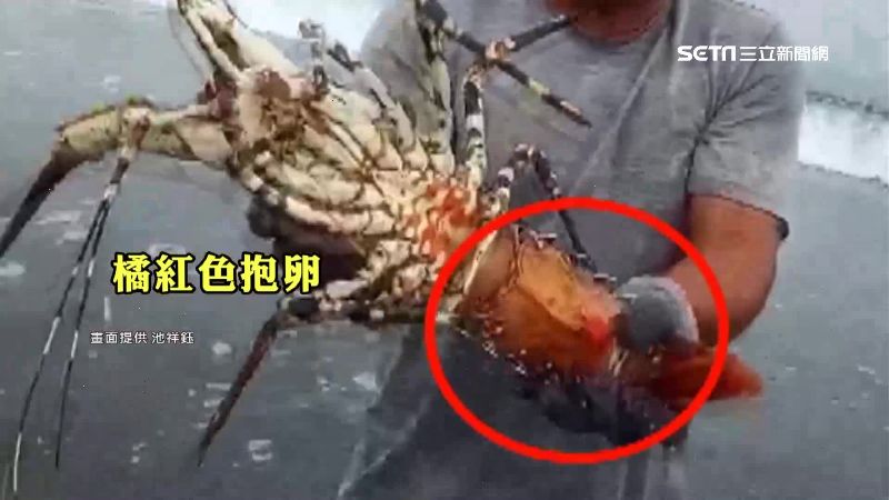 捕巨人級抱卵龍蝦　他佛心拒天價放生