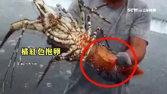 捕巨人級抱卵龍蝦　他佛心拒天價放生