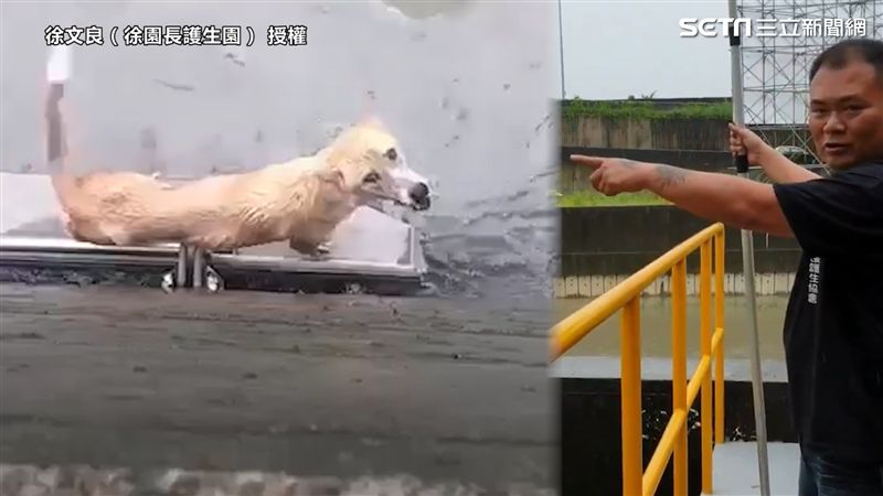 浪浪遭豪雨沖受困　他：要救只有一次