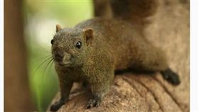 松鼠,舌頭,形象,誤會系列,崩壞,可愛,食蟻獸,舌頭,蛇