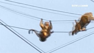 松柏嶺獼猴成群結隊　攀爬電線還扯斷