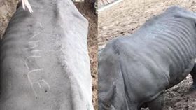 法國,動物園,犀牛,刻字。(圖/翻攝自臉書)