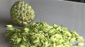 釋迦花蕊能賣錢！雄蕊商機年逾2千萬　採收得跟蜜蜂搶快！台東釋迦果農胡泉提供