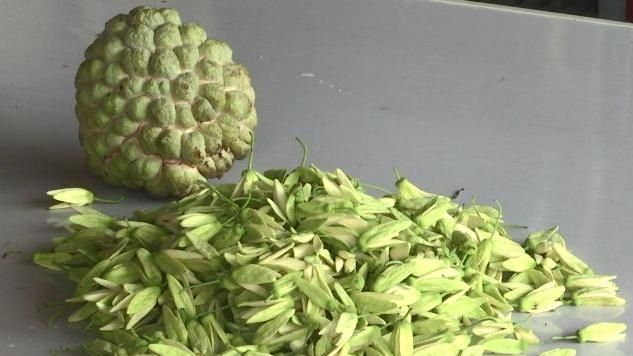 獨／釋迦花蕊能賣錢！雄蕊商機年逾2千萬