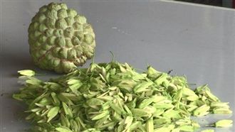 獨／釋迦花蕊能賣錢！雄蕊商機年逾2千萬